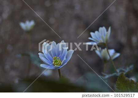 A beautiful yak flower with pale purple sepals and yellow stamens, quietly blooming on the forest floor in early spring. 101529517