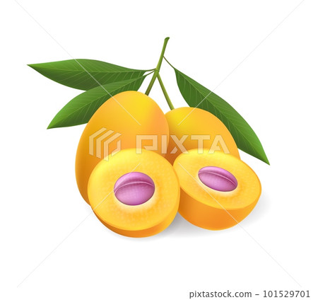 Realistic gandaria fruits 101529701
