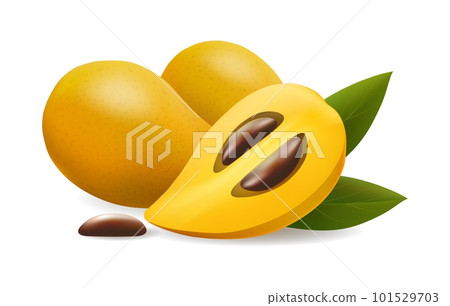 Canistel realistic illustration 101529703