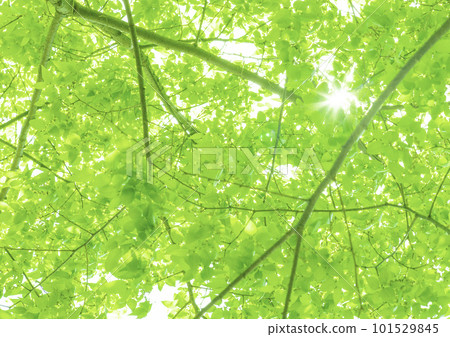 陽光透過新鮮的綠葉 101529845