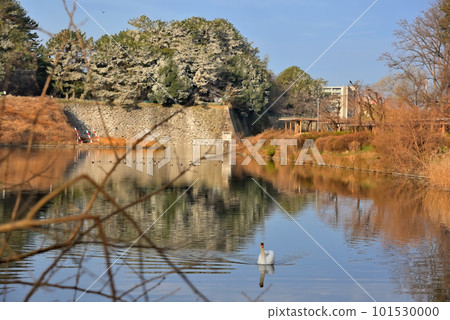 《Aichi Prefecture》Nagoya Castle stone wall and moat swan 101530000