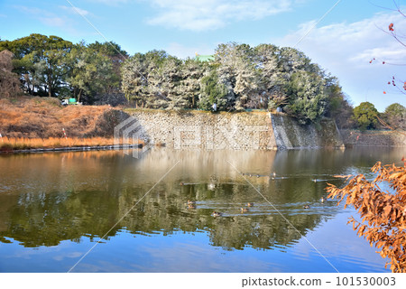 《Aichi Prefecture》Nagoya Castle stone wall and moat waterfowl 《Aichi Prefecture》Nagoya Castle stone wall and moat waterfowl 101530003