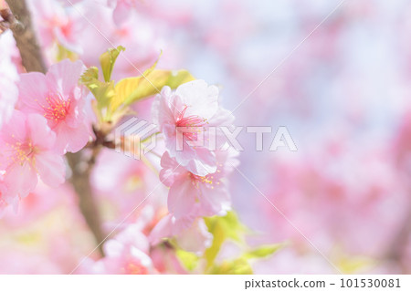 Kawazu cherry blossoms in full bloom Kawazu cherry blossoms in full bloom 101530081