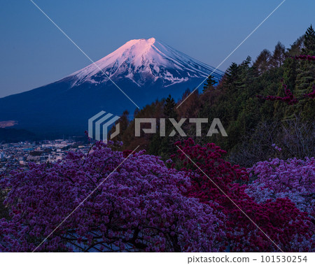 紅富士和花桃在黎明 101530254