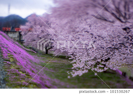 立谷川的苔蘚福祿考和櫻花 立谷川的苔蘚福祿考和櫻花 101530267