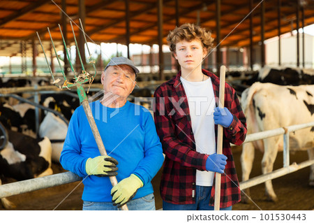 Portrait of an elderly dairy farm owner and his young assistant grandson against the background of cows in stall 101530443