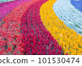 Multiple colour flower garden in row 101530474