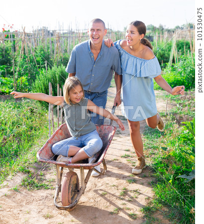 Happy family walking on the road after work in the farm field. Dad is taking his daughter in garden wheelbarrow Happy family walking on the road after work in the farm field. Dad is taking his daughter in garden wheelbarrow 101530475