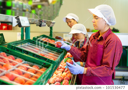 Woman working at fruits warehouse, checking and marking peaches in boxes Woman working at fruits warehouse, checking and marking peaches in boxes 101530477