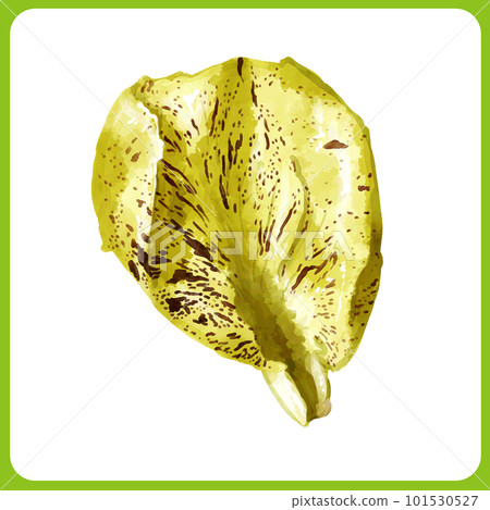 手繪水彩葉菊苣插畫 101530527