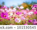 秋天藍天上閃耀的波斯菊 101530545