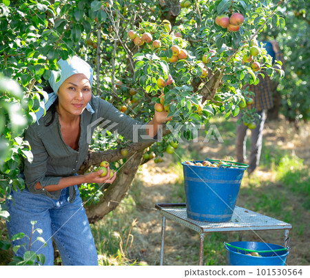 Woman harvesting pears 101530564