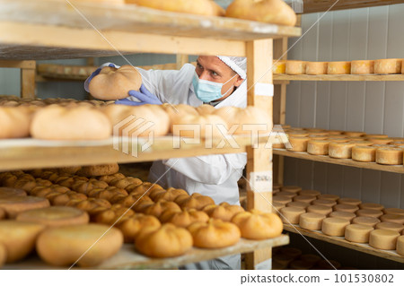 Cheesemaker in mask controlling maturing process of cheese wheels Cheesemaker in mask controlling maturing process of cheese wheels 101530802
