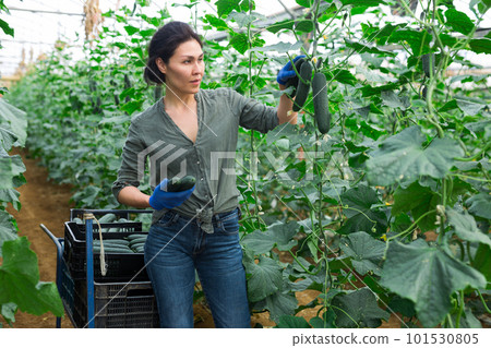 Woman harvesting cucumbers 101530805