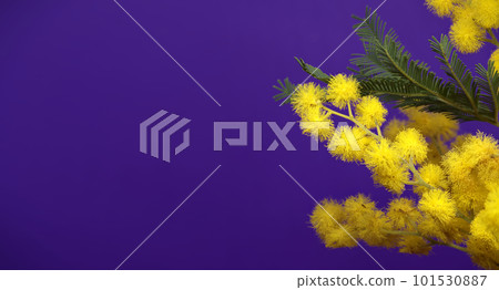 Mimosa flowers bunch, yellow fluffy balls and leaves 101530887