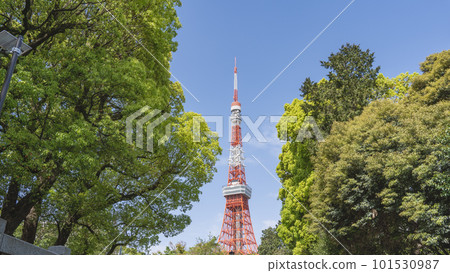 Minato-ku, Tokyo | Tokyo Tower seen from Shiba Park 101530987