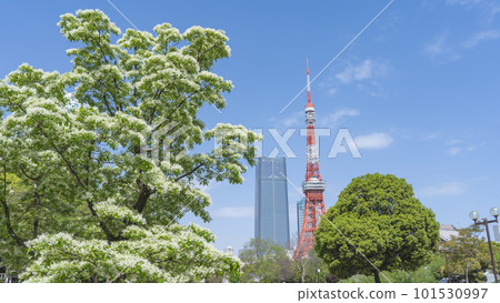 東京都港區 | 春天從港區芝公園看到的東京鐵塔 東京都港區 | 春天從港區芝公園看到的東京鐵塔 101530997