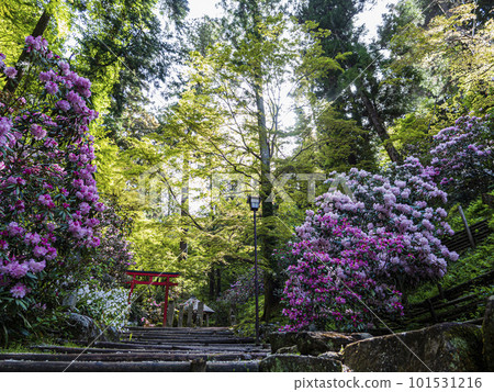 山路上盛開的杜鵑花 山路上盛開的杜鵑花 101531216