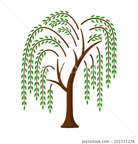 Willow tree. Color icon with tree. Vector illustration isolated on white background. Element for logo Willow tree. Color icon with tree. Vector illustration isolated on white background. Element for logo 101531276