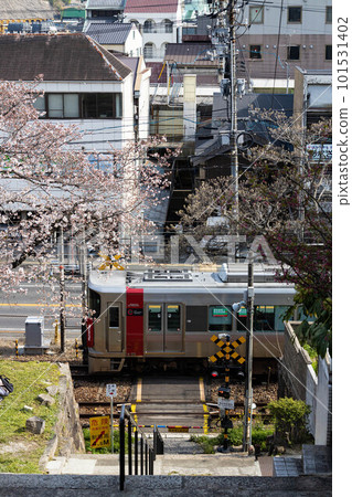 EOSR.Hiroshima Onomichi, railroad crossing, train and cherry blossoms. EOSR.Hiroshima Onomichi, railroad crossing, train and cherry blossoms. 101531402