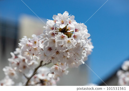 EOSR. Hiroshima Fukuyama, looking up at Fukuyama cherry blossoms. 101531561