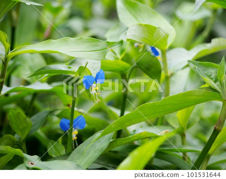 Axilla Axilla 101531644