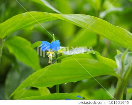 Axilla Axilla 101531645