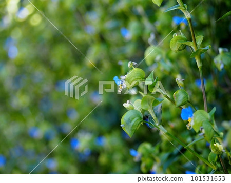 鴨蹠草 鴨蹠草 101531653