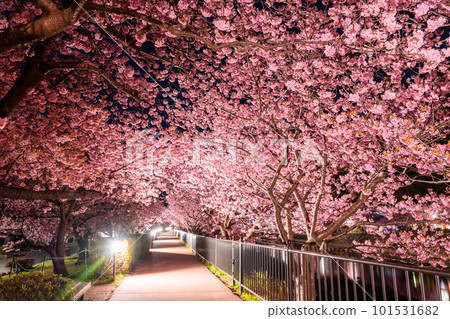 《Shizuoka Prefecture》 Kawazu Cherry Blossom Light Up・Kawazu Town 101531682