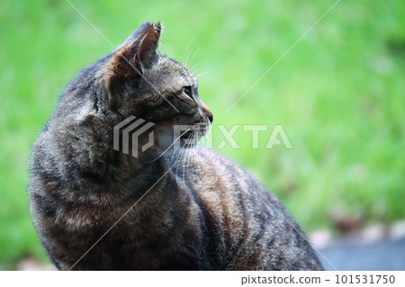 Cat looking back in the green 101531750