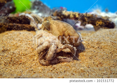 Mimic Octopus 101531772