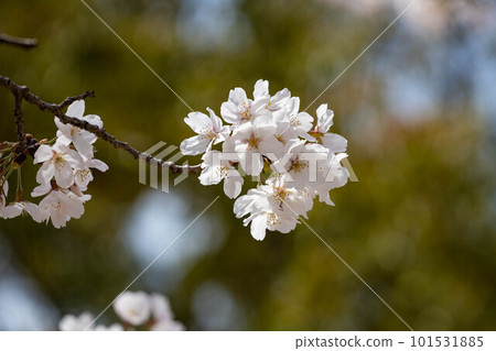 EOSR. Hiroshima Fukuyama, Fukuyama cherry blossom blur is spotted. 101531885
