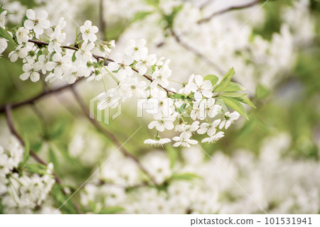 Cherry flowers frame 101531941