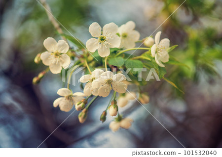 Cherry flowers frame 101532040