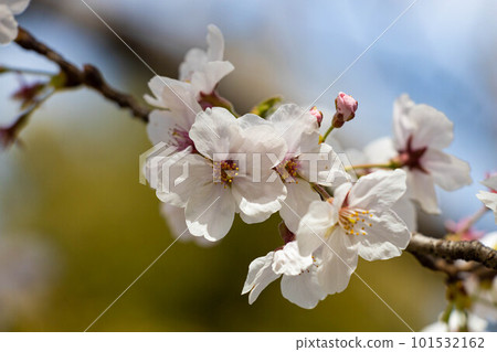 EOSR. Hiroshima Fukuyama, Fukuyama cherry blossom pistil with different colors. 101532162