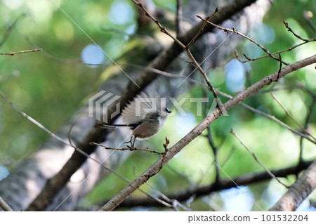 Flying long-tailed aga 101532204