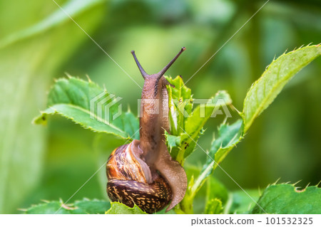 Copse snail, Arianta arbustorum, igliding on the plant in the garden. Macro, close-up. Copse snail, Arianta arbustorum, igliding on the plant in the garden. Macro, close-up. 101532325