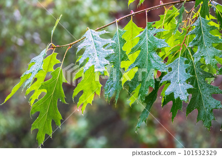 Branches of the northern red oak with green serrated leaves covered with water drops during a rain, background 101532329