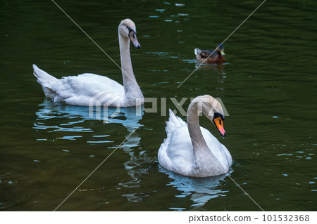 Two graceful white swans swim in the dark water. Two graceful white swans swim in the dark water. 101532368