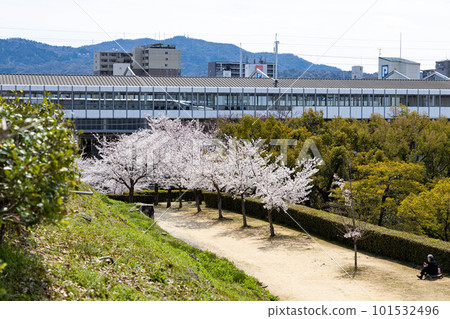 EOSR. Hiroshima Fukuyama, cherry blossoms can be seen from Fukuyama Station. 101532496