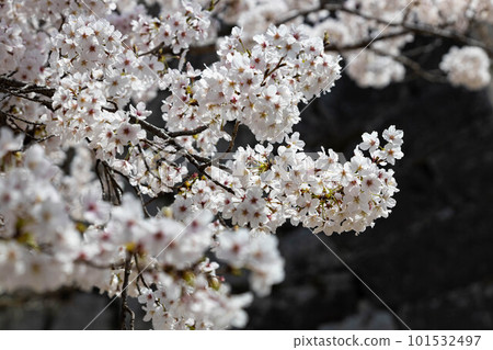 EOSR.Hiroshima Fukuyama, Kuro Naka Fukuyama Sakura. 101532497