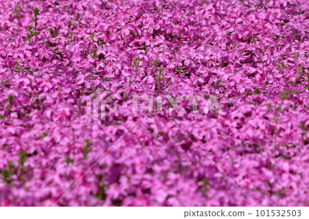Shibazakura blooming densely Shibazakura blooming densely 101532503