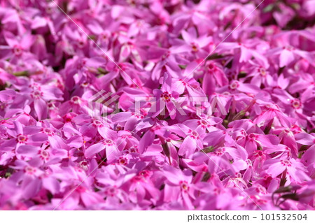 Shibazakura blooming densely Shibazakura blooming densely 101532504