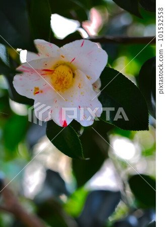 紅色和白色山茶花 紅色和白色山茶花 101532558