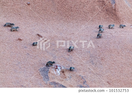 A group of Hyraxes 101532753