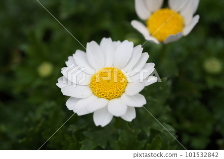 spring daisy flower 101532842