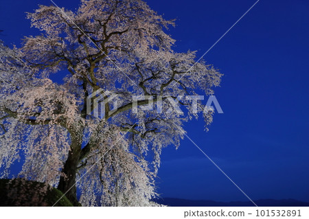 Illuminated Asagi no Sato Ishizuka cherry blossoms [Night cherry blossoms] [Blue sky] 101532891
