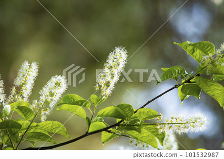 Uwamizuzakura 101532987