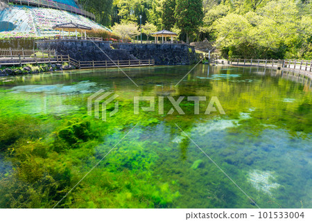《Kagoshima Prefecture》Maruike spring at the foot of Mt. Kirishima 《Kagoshima Prefecture》Maruike spring at the foot of Mt. Kirishima 101533004