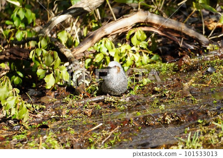 Bulbul bathing in spring water Bulbul bathing in spring water 101533013